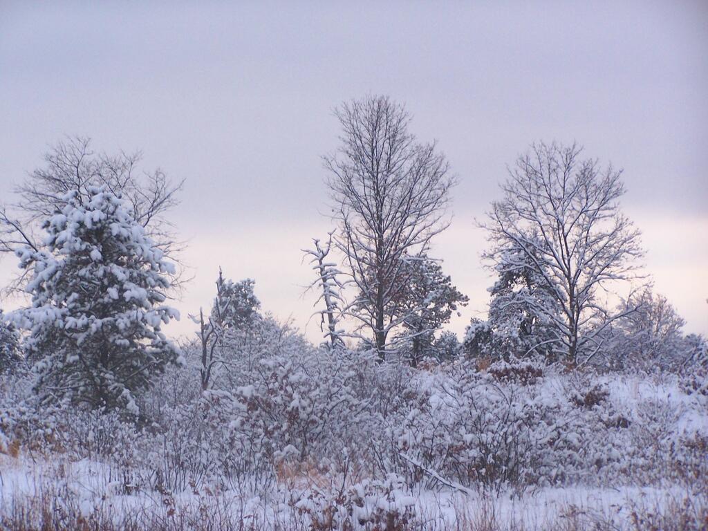Photo: Trees Photo: Trees
