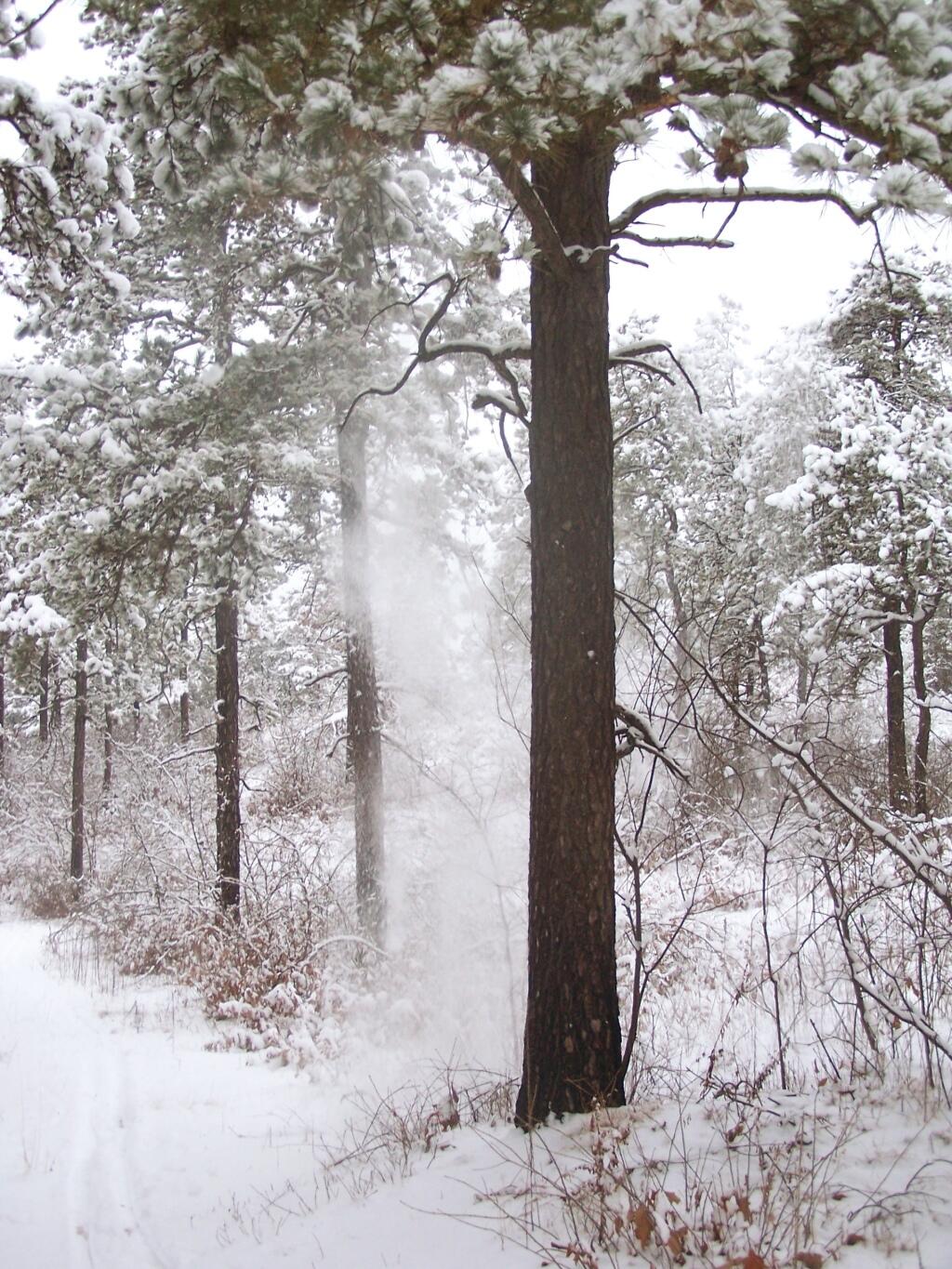 Photo: Snow Falls of a Tree Photo: Snow Falls of a Tree