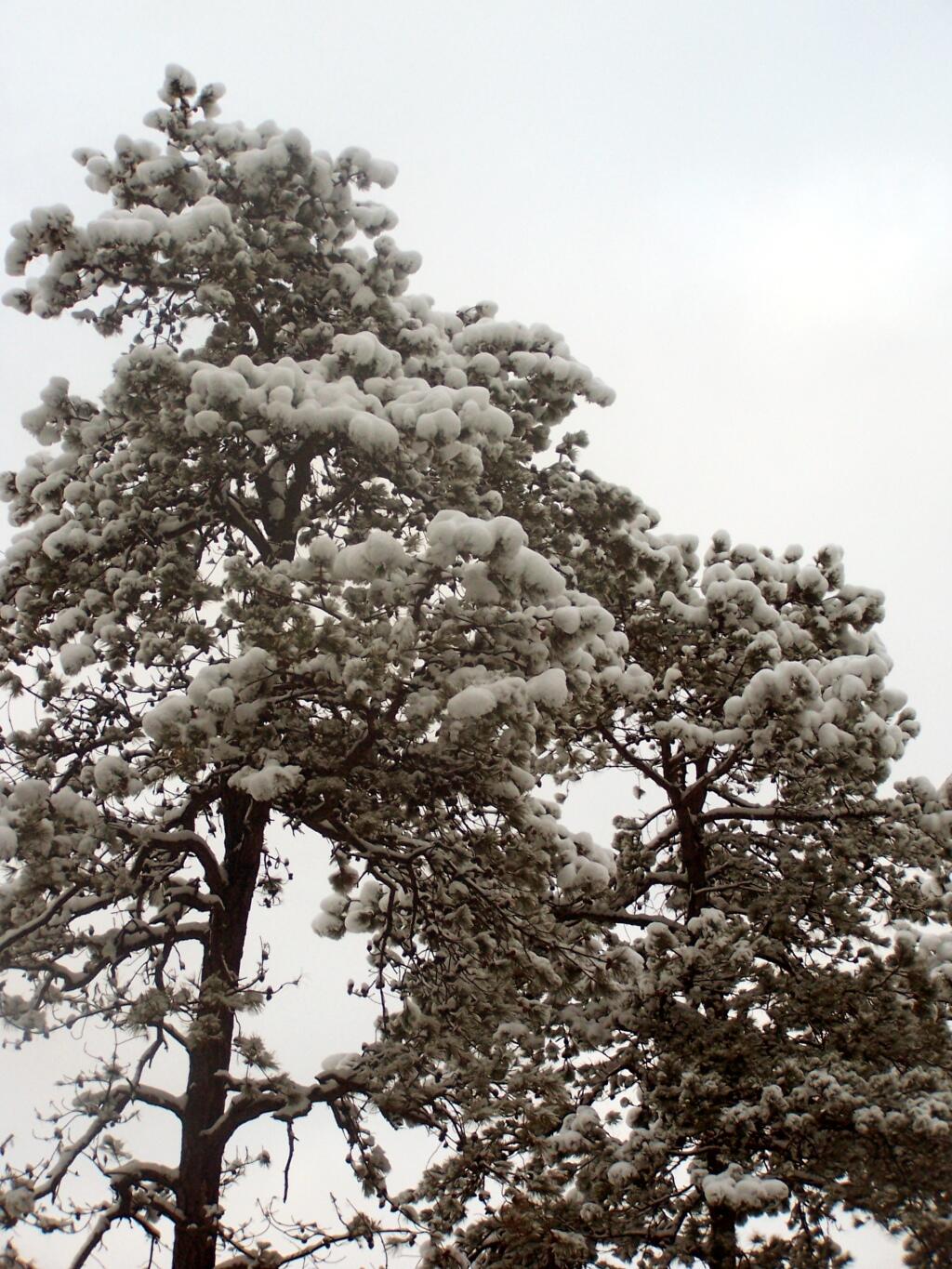 Photo: Blobs of Snow Photo: Blobs of Snow