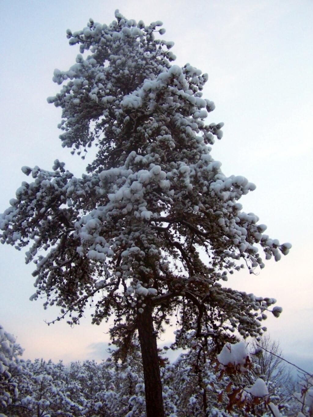 Photo: Bluish Tree Photo: Bluish Tree