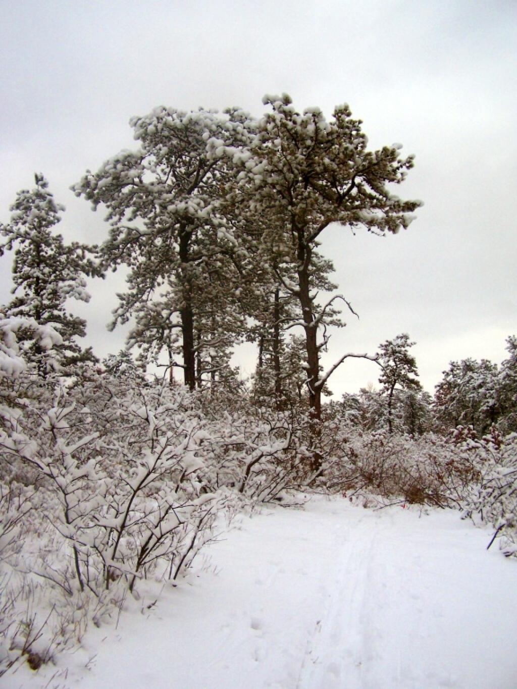Photo: Trees Photo: Trees