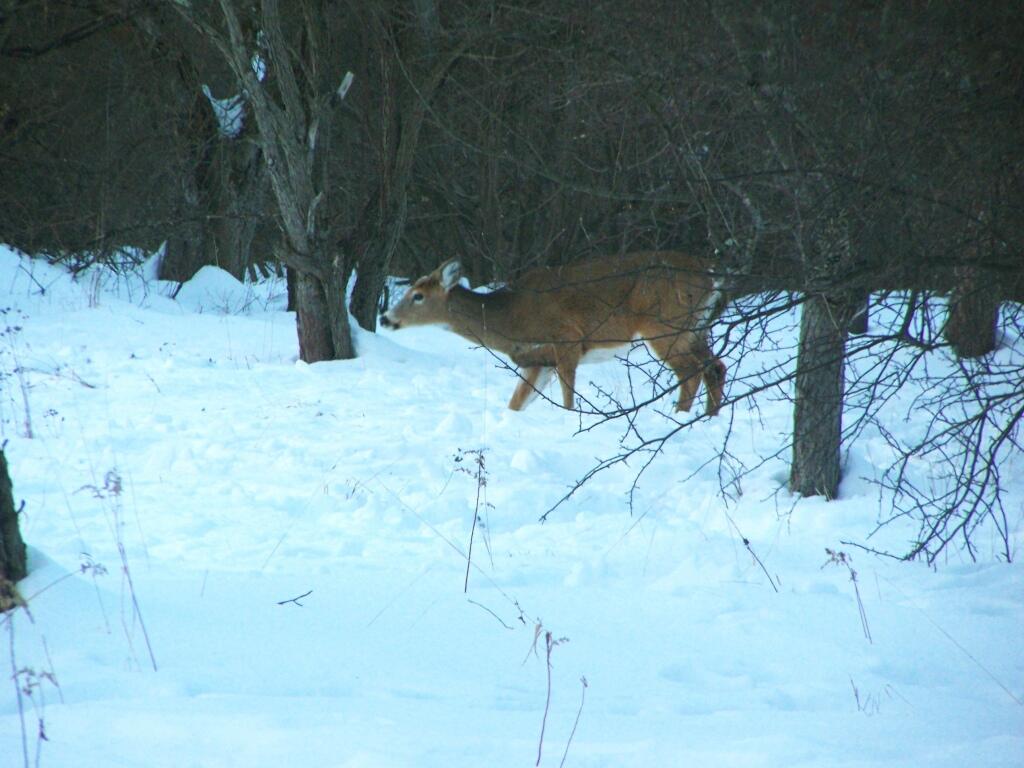Photo: Deer in Apple Orchard Photo: Deer in Apple Orchard