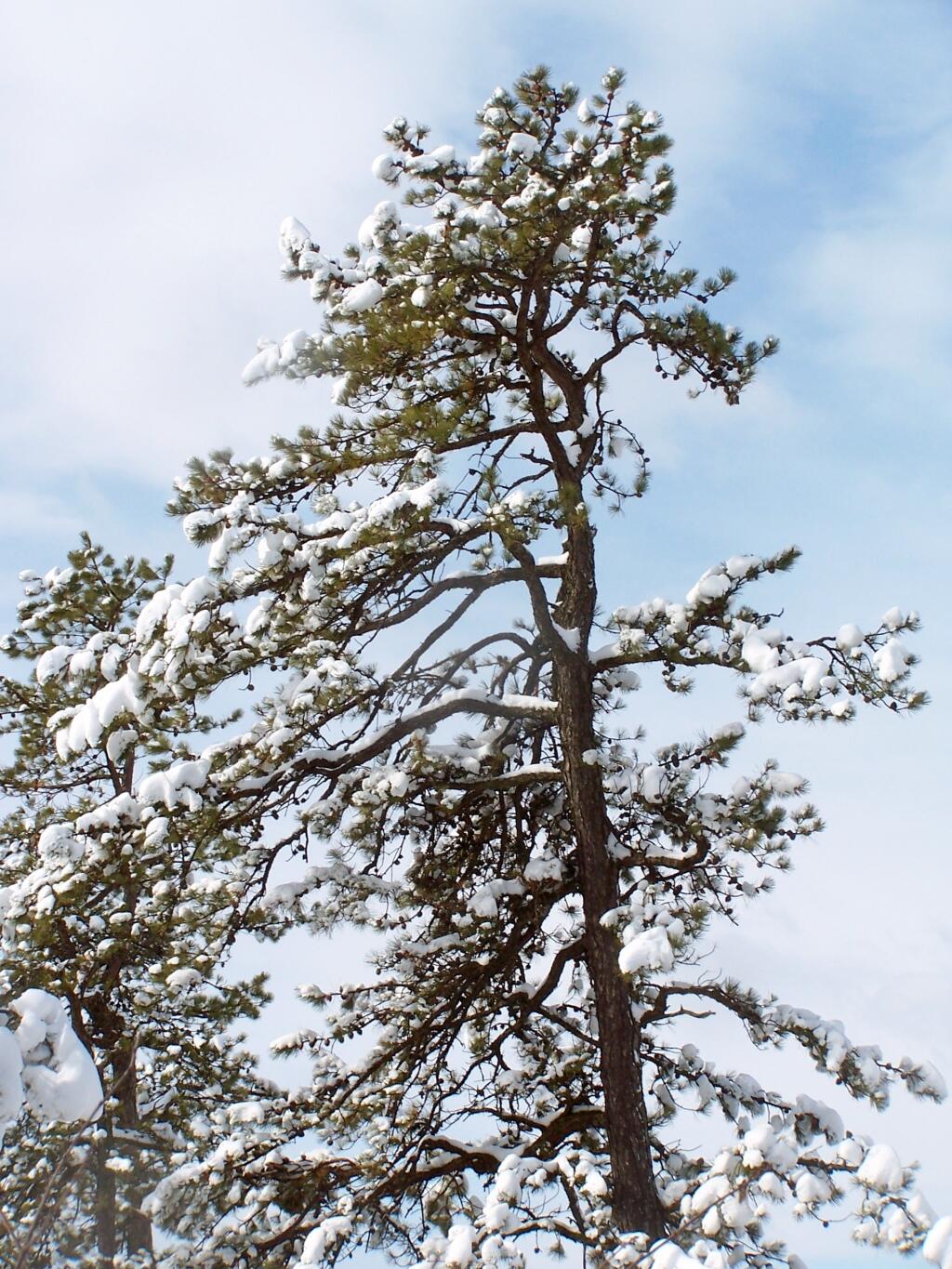 Photo: Snow Covered Pitch Pine Photo: Snow Covered Pitch Pine
