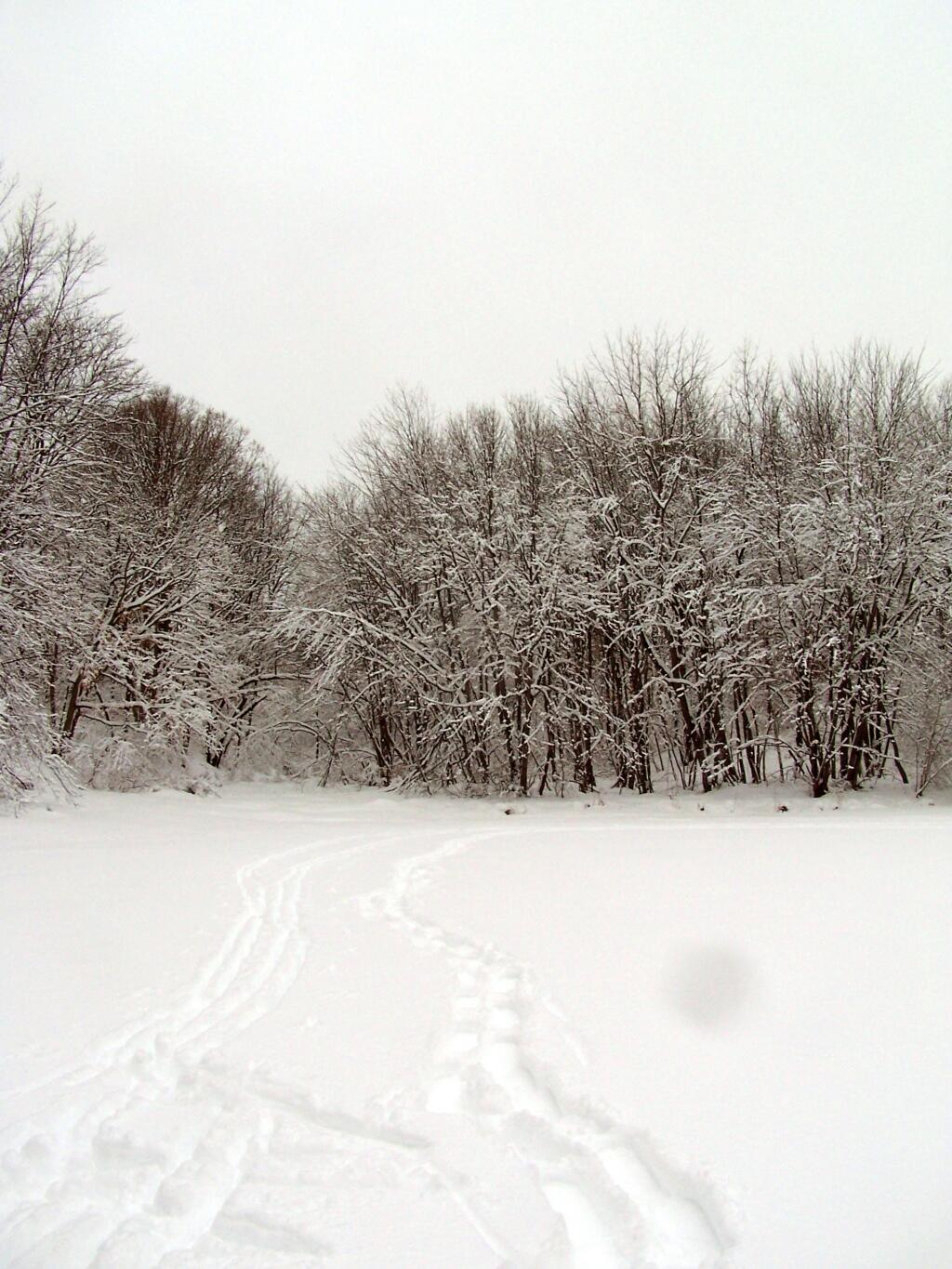 Photo: Snowshoe Tracks Across the Pond Photo: Snowshoe Tracks Across the Pond