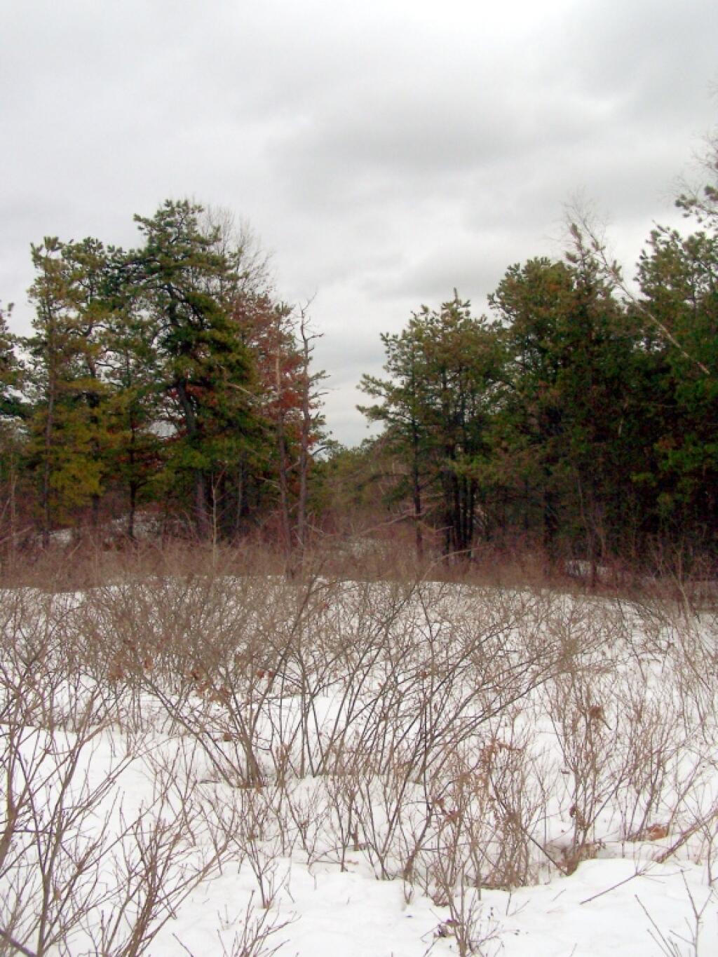 Photo: View Along Yellow Trail Photo: View Along Yellow Trail