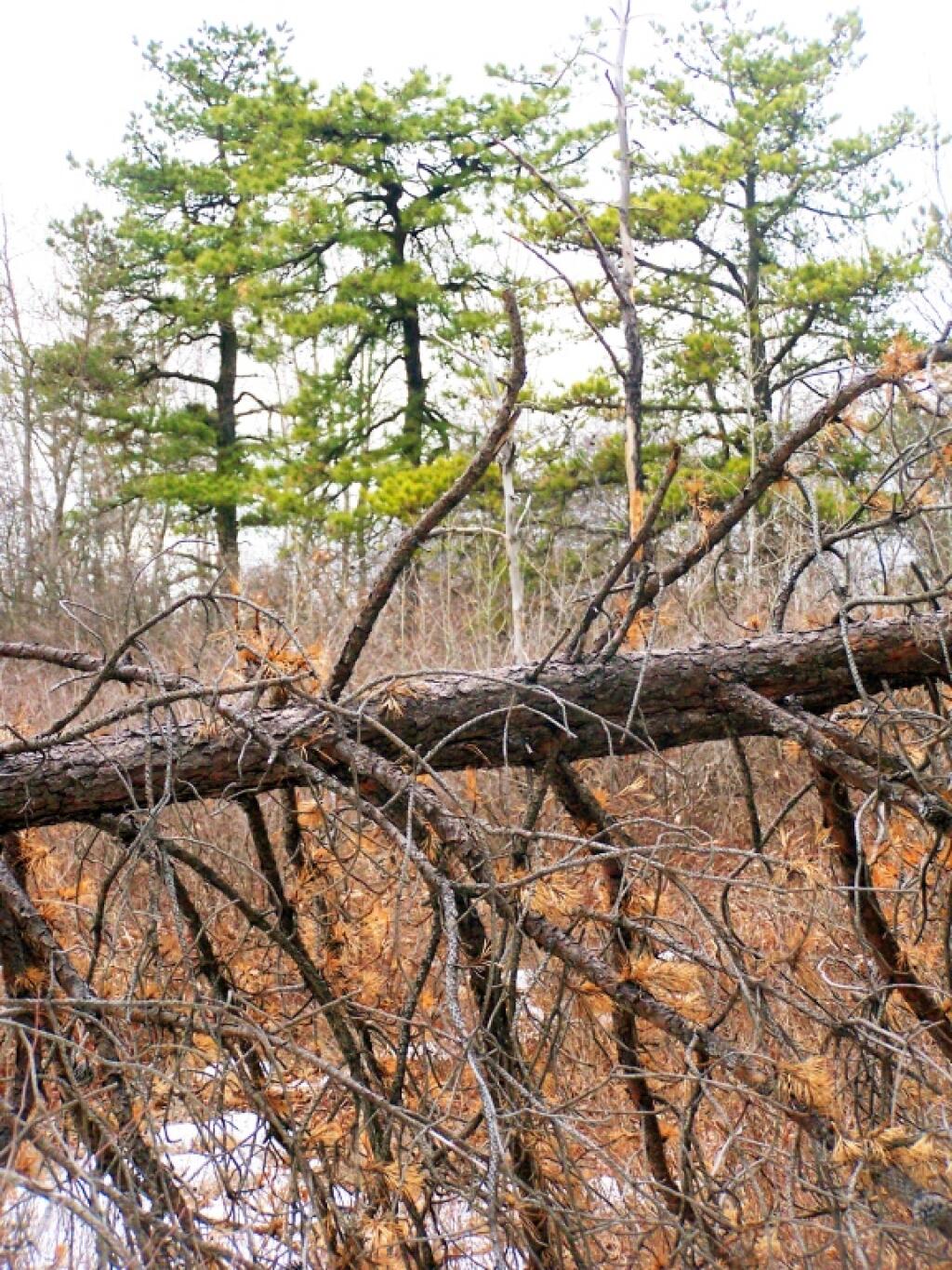 Photo: Blown Down Pitch Pine Photo: Blown Down Pitch Pine