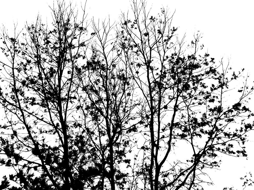 Photo: Oak Tree Photo: Oak Tree