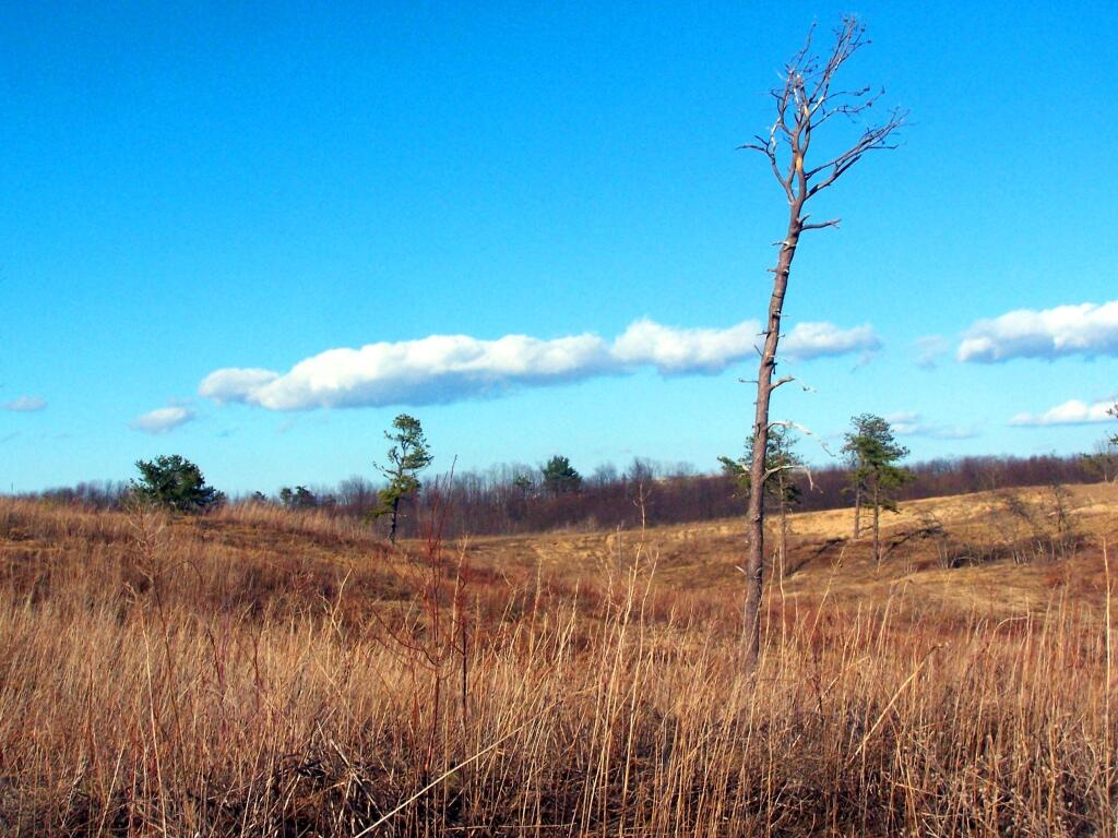 Photo: Recently Cleared Sand Dunes Photo: Recently Cleared Sand Dunes