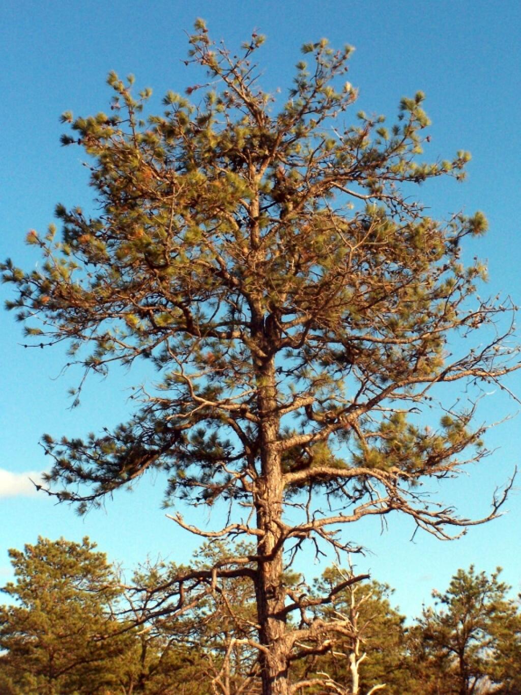 Photo: Pitch Pines Along the Trail Photo: Pitch Pines Along the Trail