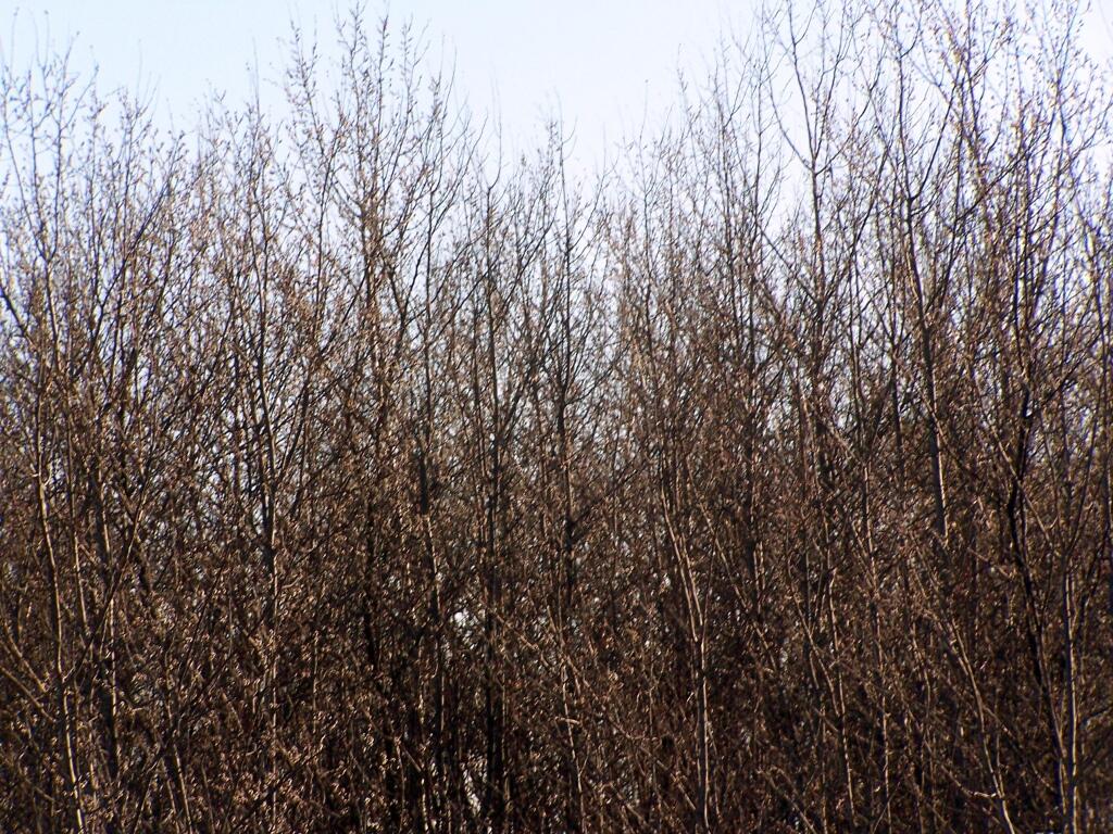 Photo: Tree Sappling Along Unrestored Pine Bush Photo: Tree Sappling Along Unrestored Pine Bush