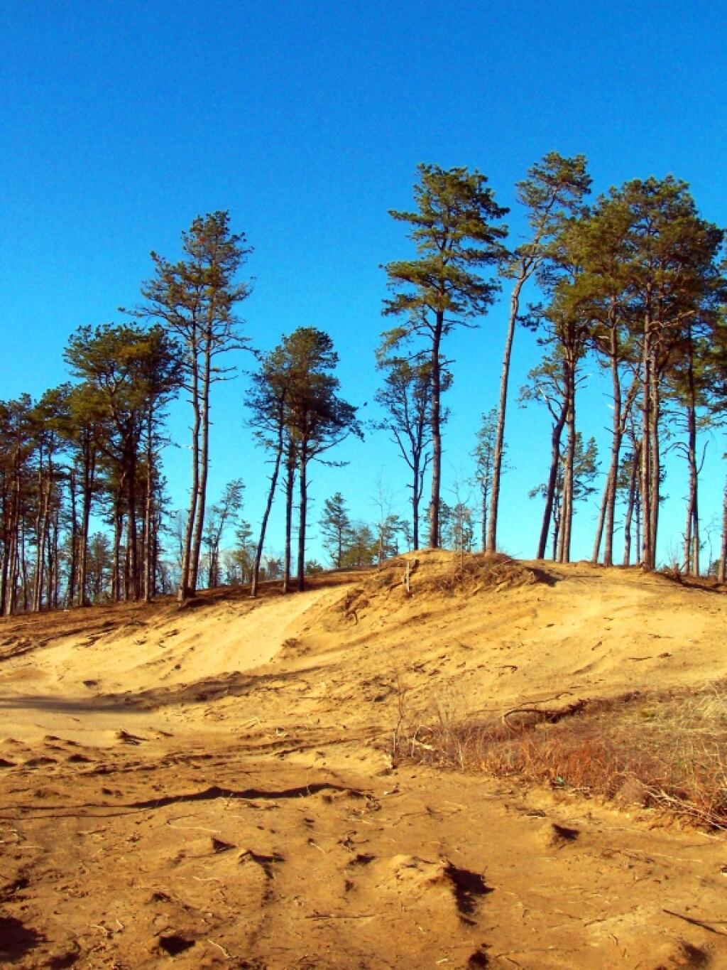 Photo: Sand Dunes Under Restoration Photo: Sand Dunes Under Restoration
