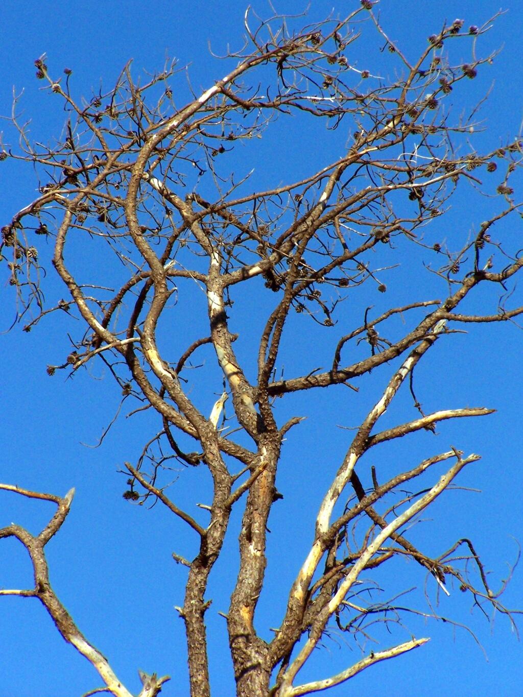 Photo: Dead Pitch Pine Photo: Dead Pitch Pine