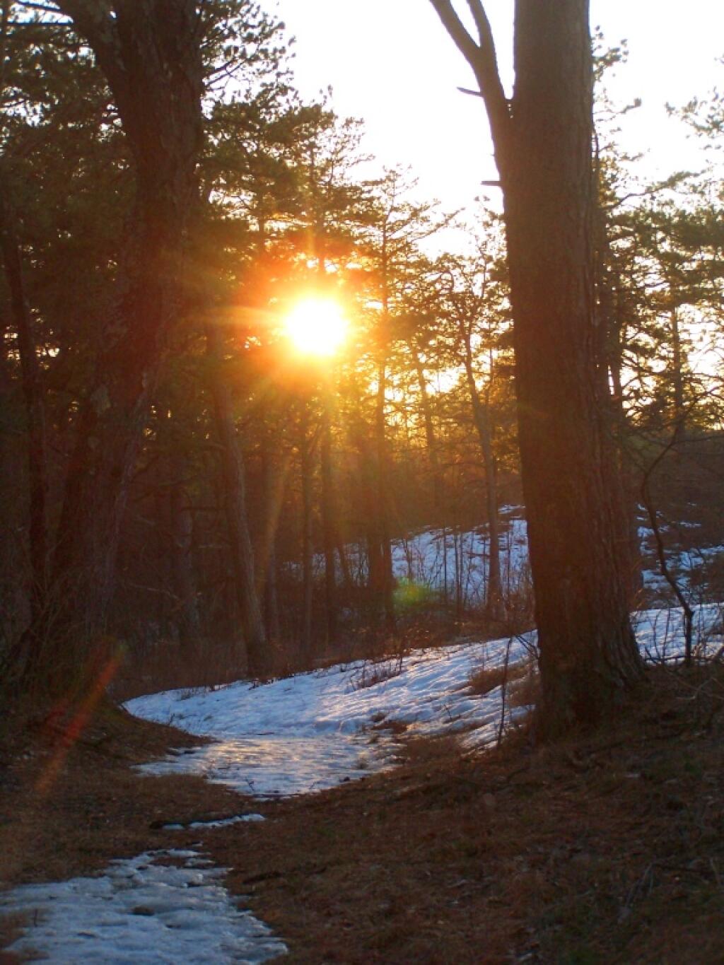 Photo: Setting Sun Through the Trees Photo: Setting Sun Through the Trees