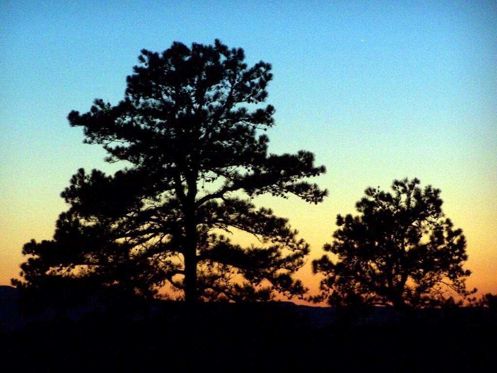 Photo: Pitch Pines Silloute Photo: Pitch Pines Silloute