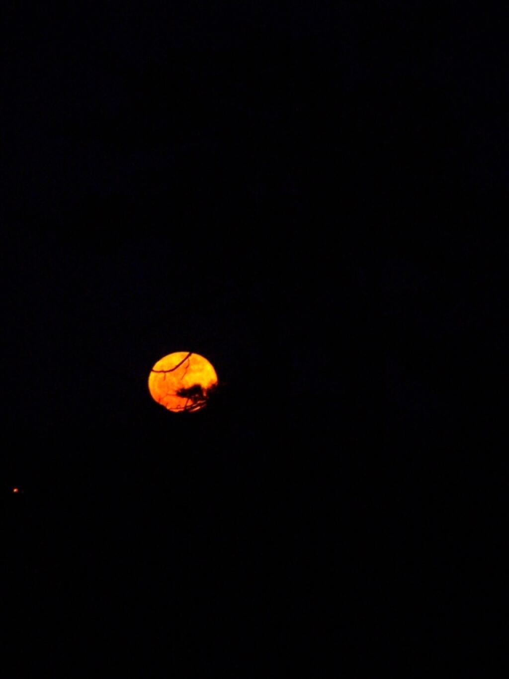 Photo: Moon In Front of Pitch Pine Photo: Moon In Front of Pitch Pine