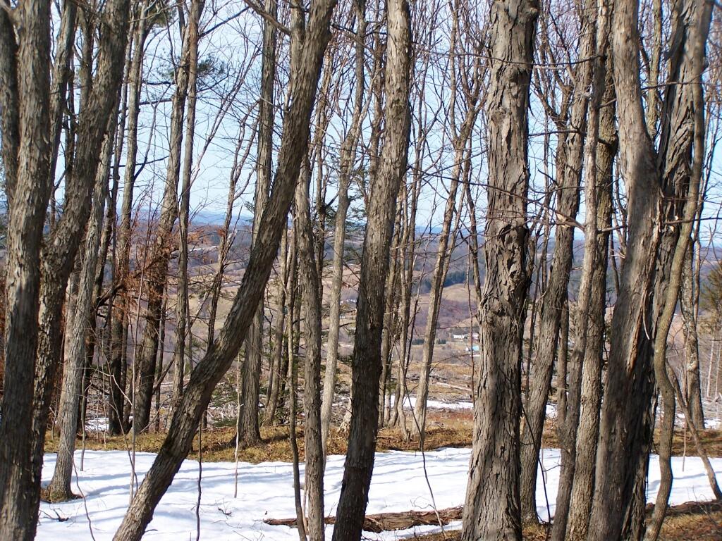 Photo: Proceeding to the Clear Cut Photo: Proceeding to the Clear Cut