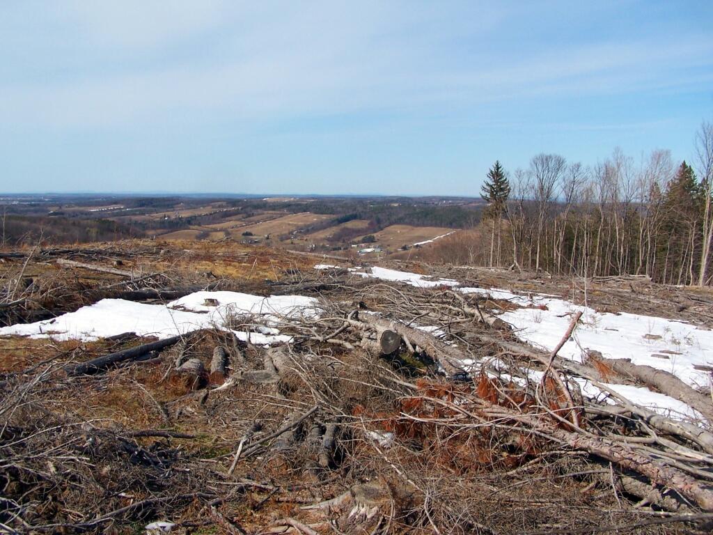 Photo: Clear Cut Photo: Clear Cut