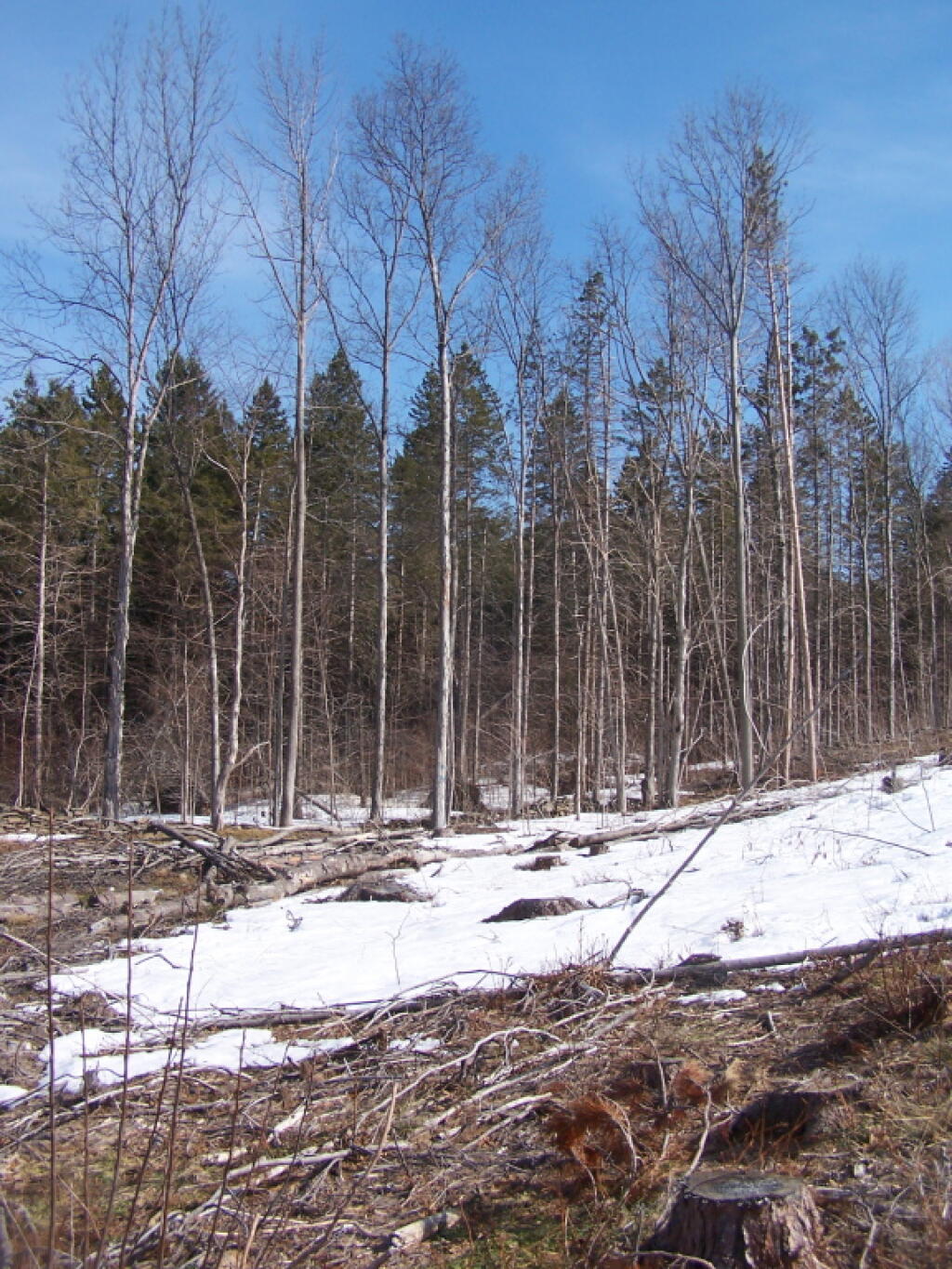 Photo: Trees Along the Clear Cut Photo: Trees Along the Clear Cut