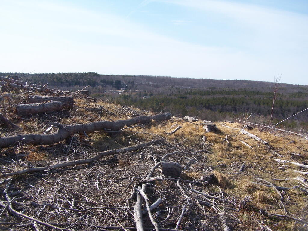 Photo: Another View of Timbered Lands Photo: Another View of Timbered Lands