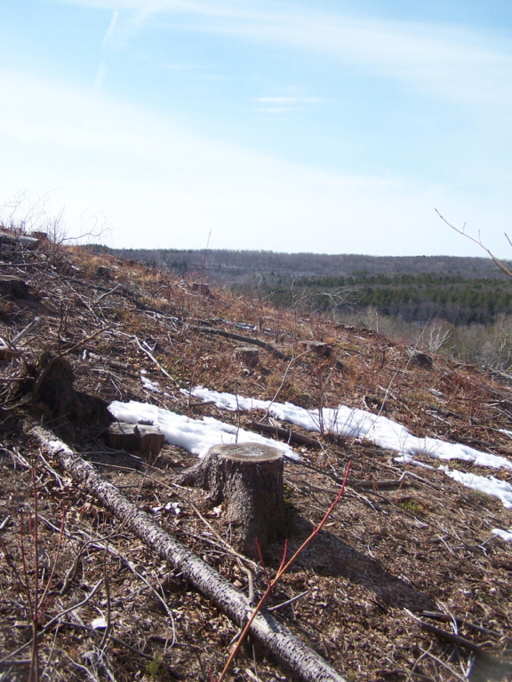 Photo: West Across the Clear Cut Photo: West Across the Clear Cut