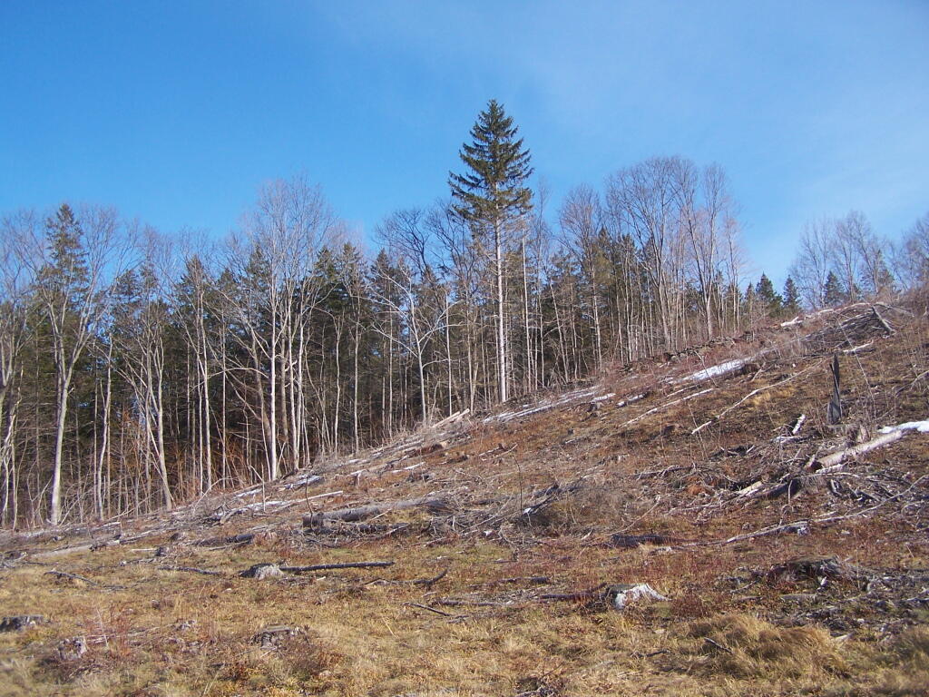Photo: Looking Up Clear Cut Hill Photo: Looking Up Clear Cut Hill