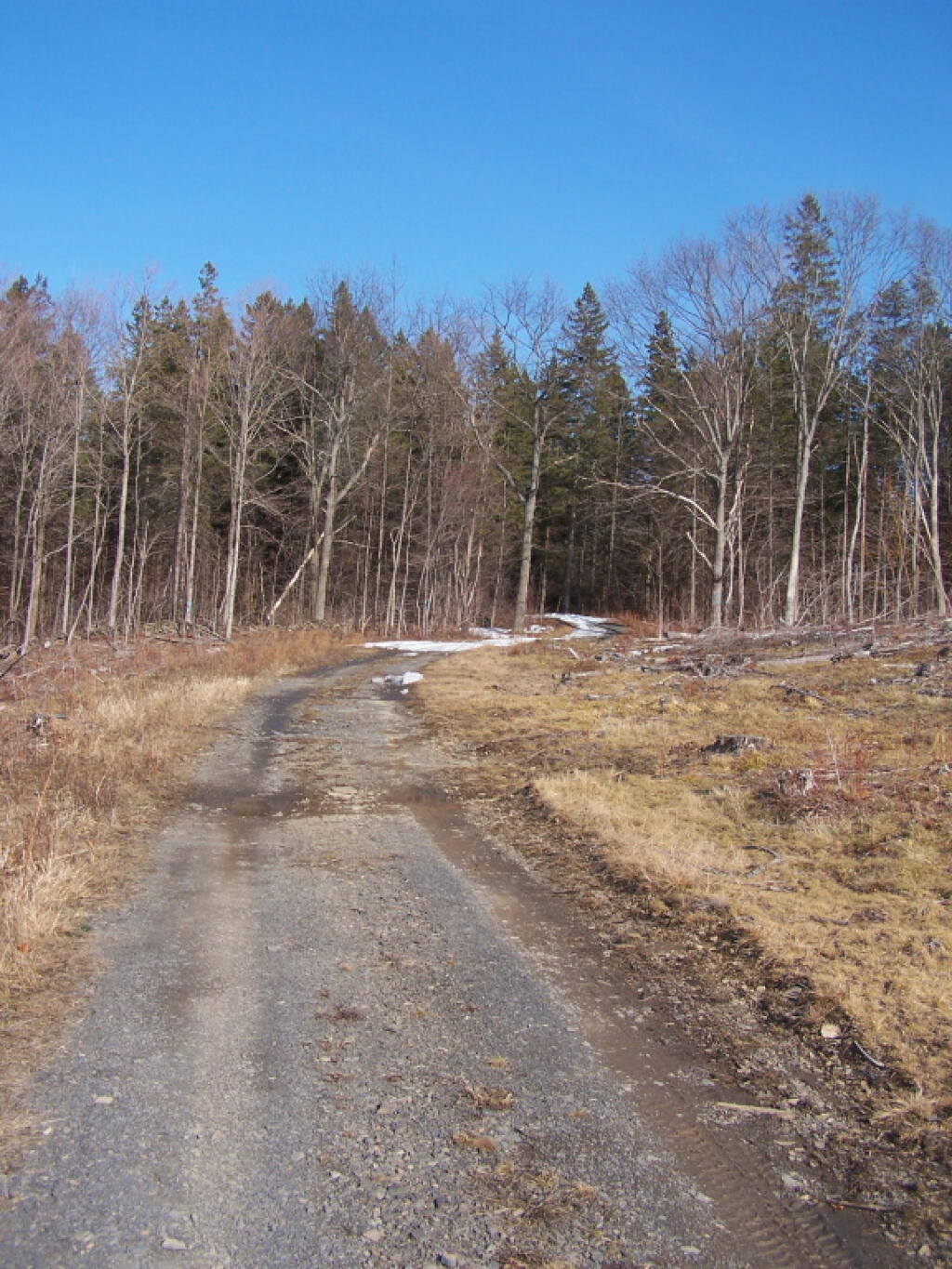 Photo: Walking Along the Truck Trail Photo: Walking Along the Truck Trail