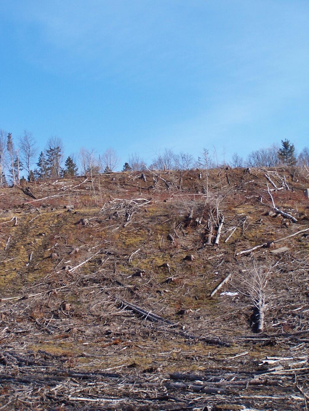 Photo: Looking Up the Steep Side of Cole Hill Photo: Looking Up the Steep Side of Cole Hill