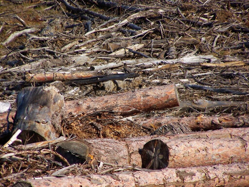 Photo: Logs, Stumps, and Logging Trash Photo: Logs, Stumps, and Logging Trash
