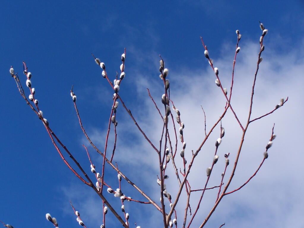 Photo: Pussy Willows Photo: Pussy Willows