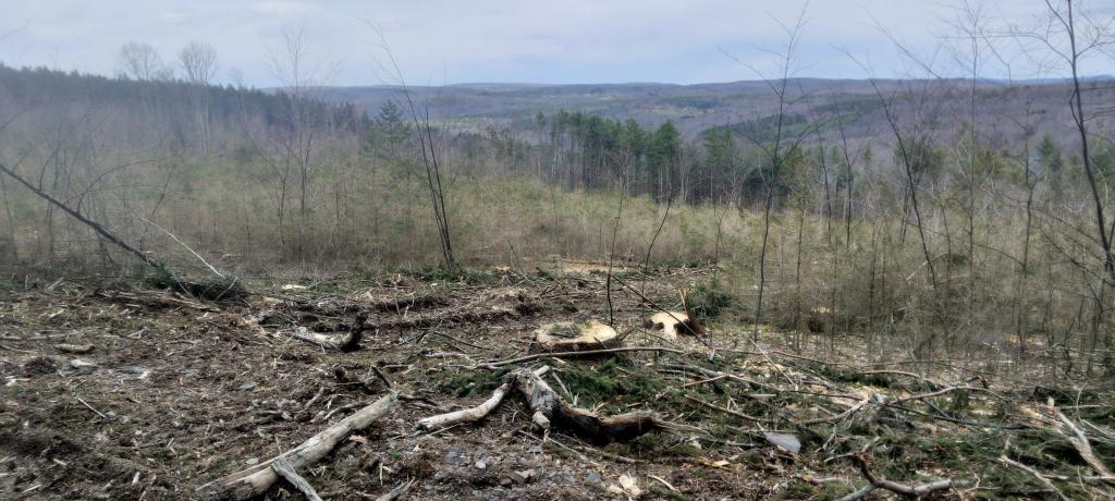 Photo: New clear cut over the Hauverville Hollow