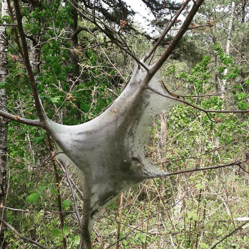 Photo: Tent Caterpillars Photo: Tent Caterpillars