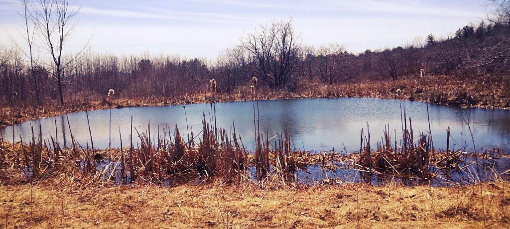 Photo: Another smaller pond at the New State Forest Parcel Photo: Another smaller pond at the New State Forest Parcel