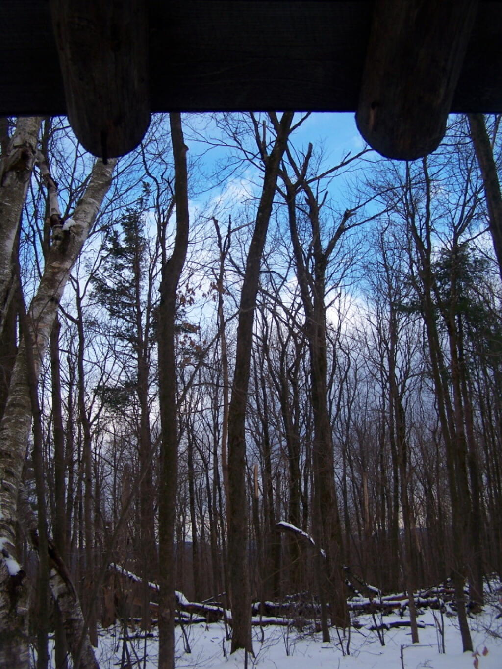 Photo: Looking Out Lean-To Photo: Looking Out Lean-To