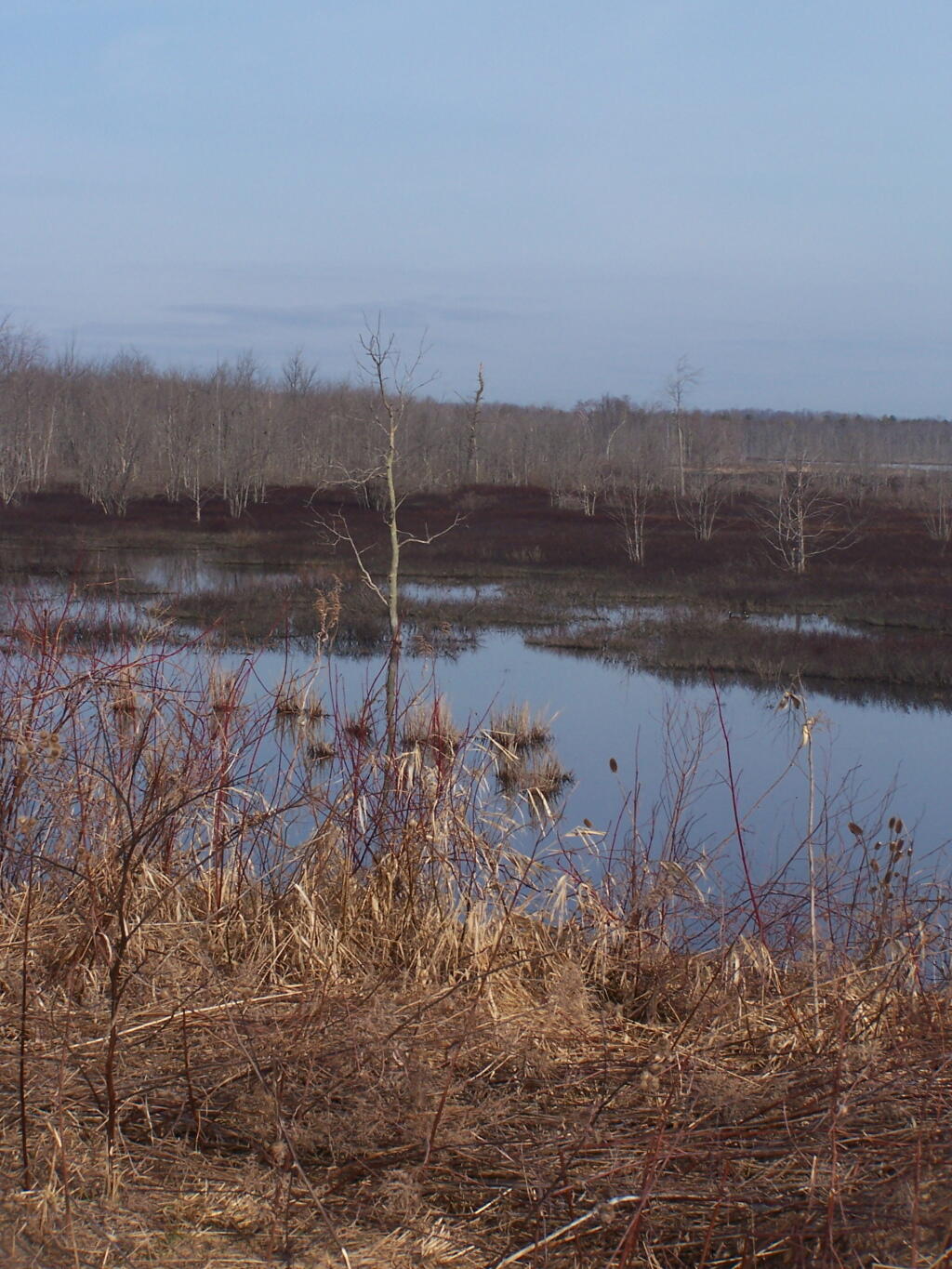 Photo: Marshlands