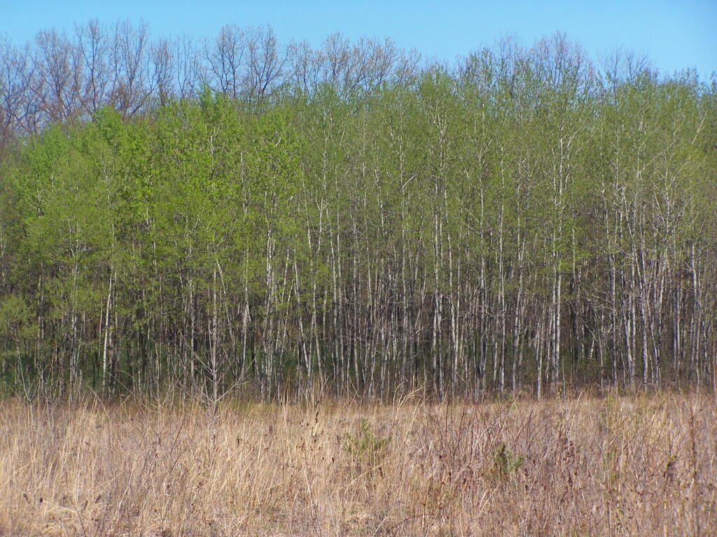 Photo: Green Birch Along Restoration Area Photo: Green Birch Along Restoration Area