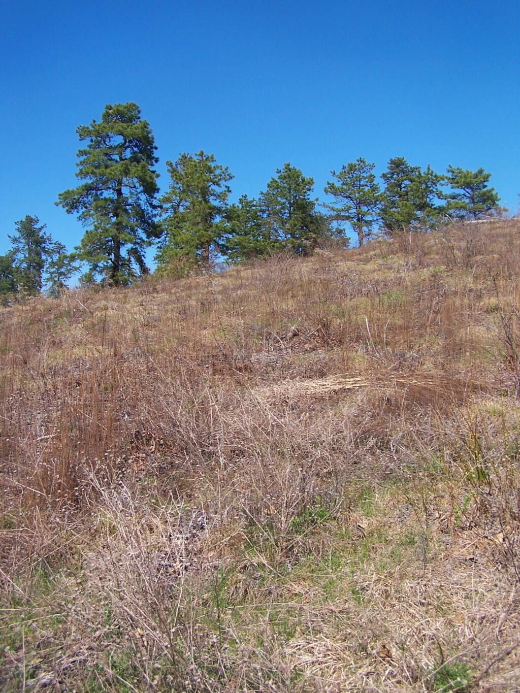 Photo: Looking Up Blueberry Hill Photo: Looking Up Blueberry Hill