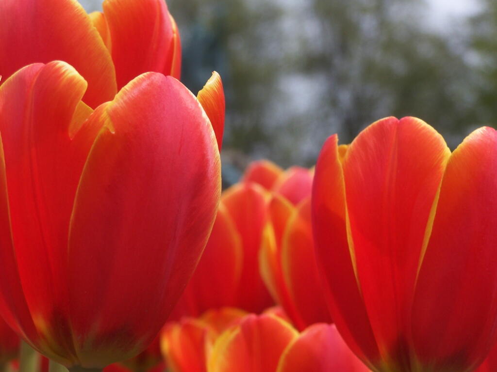 Photo: Another Views of Red and Yellow Tulips Photo: Another Views of Red and Yellow Tulips