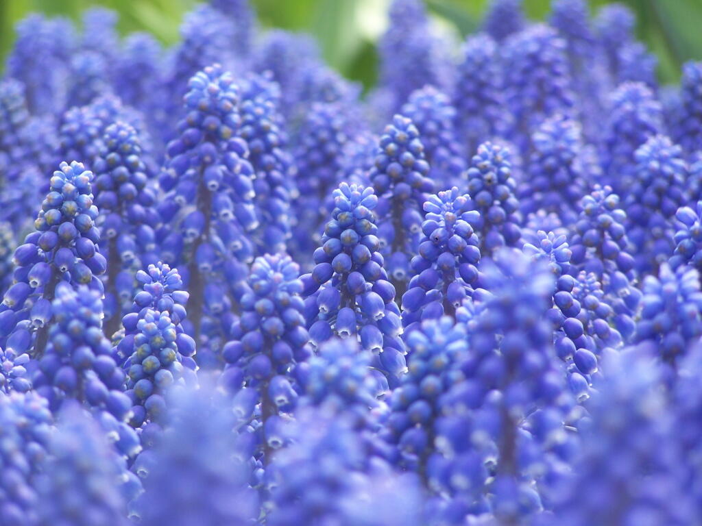 Photo: More Grape Hyacinth Photo: More Grape Hyacinth