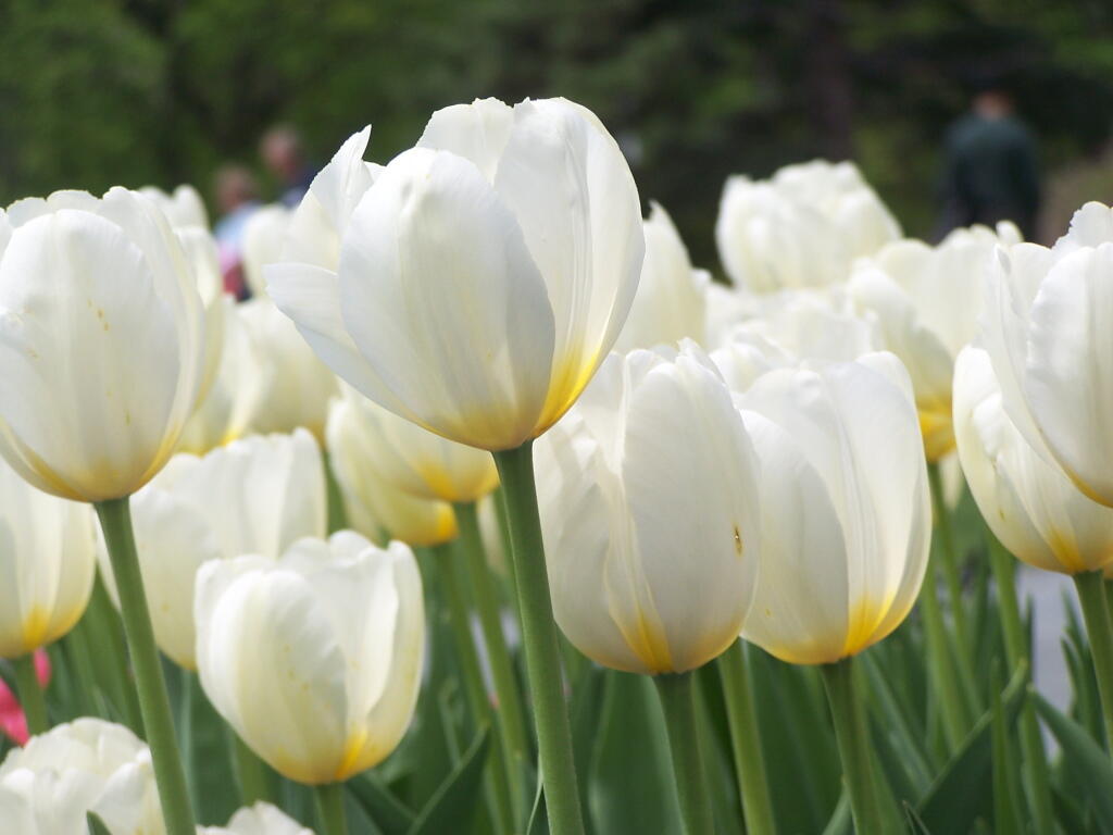 Photo: White Tulip Bed Photo: White Tulip Bed