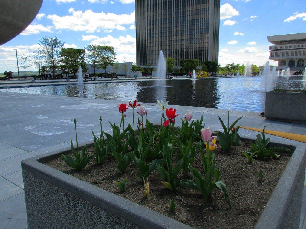 Photo: Tulips Photo: Tulips