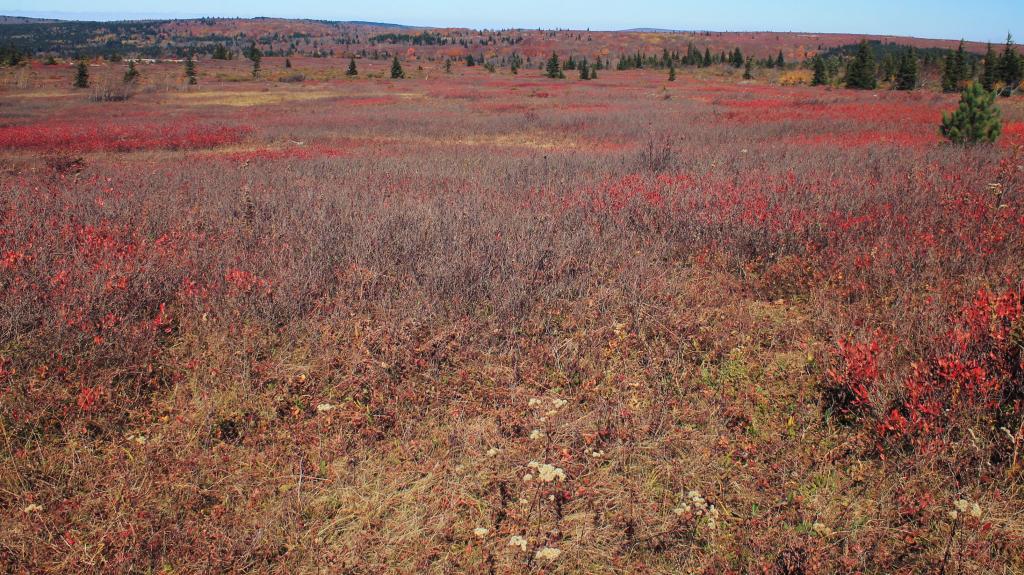 Photo: Miles of Blueberries in Summer Photo: Miles of Blueberries in Summer