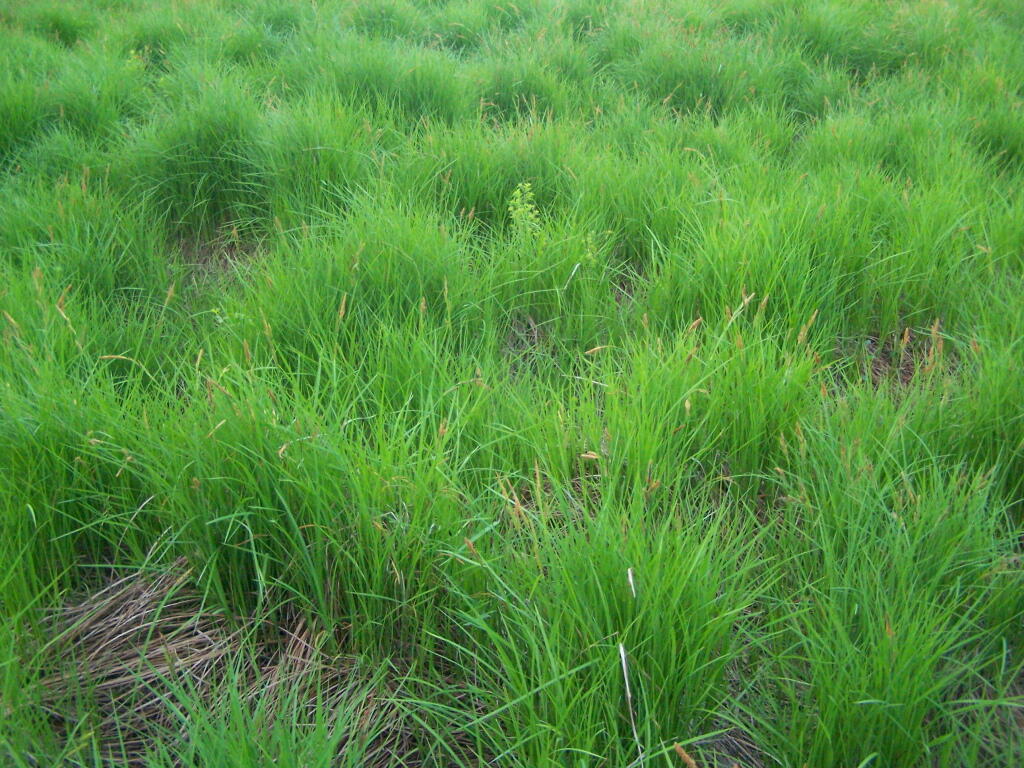 Photo: Grasses Photo: Grasses