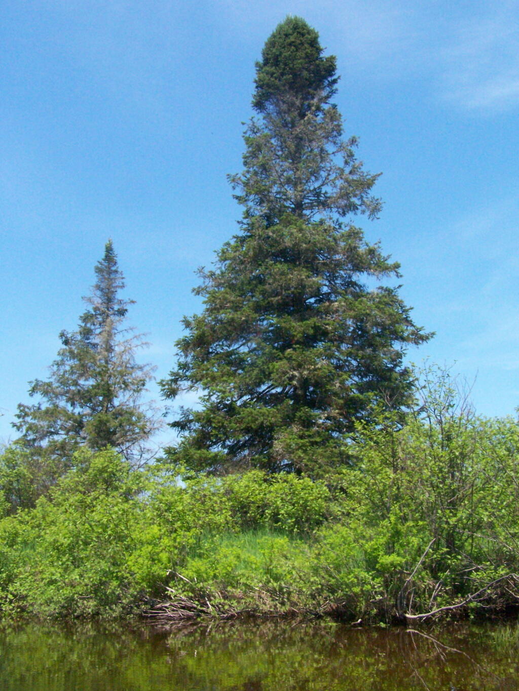 Photo: Spruce Along East Canada Creek