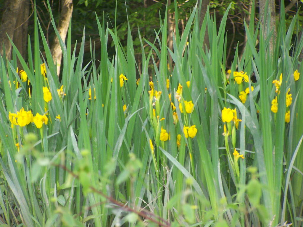 Photo: Wildflowers Along Middle Stockport Island Photo: Wildflowers Along Middle Stockport Island