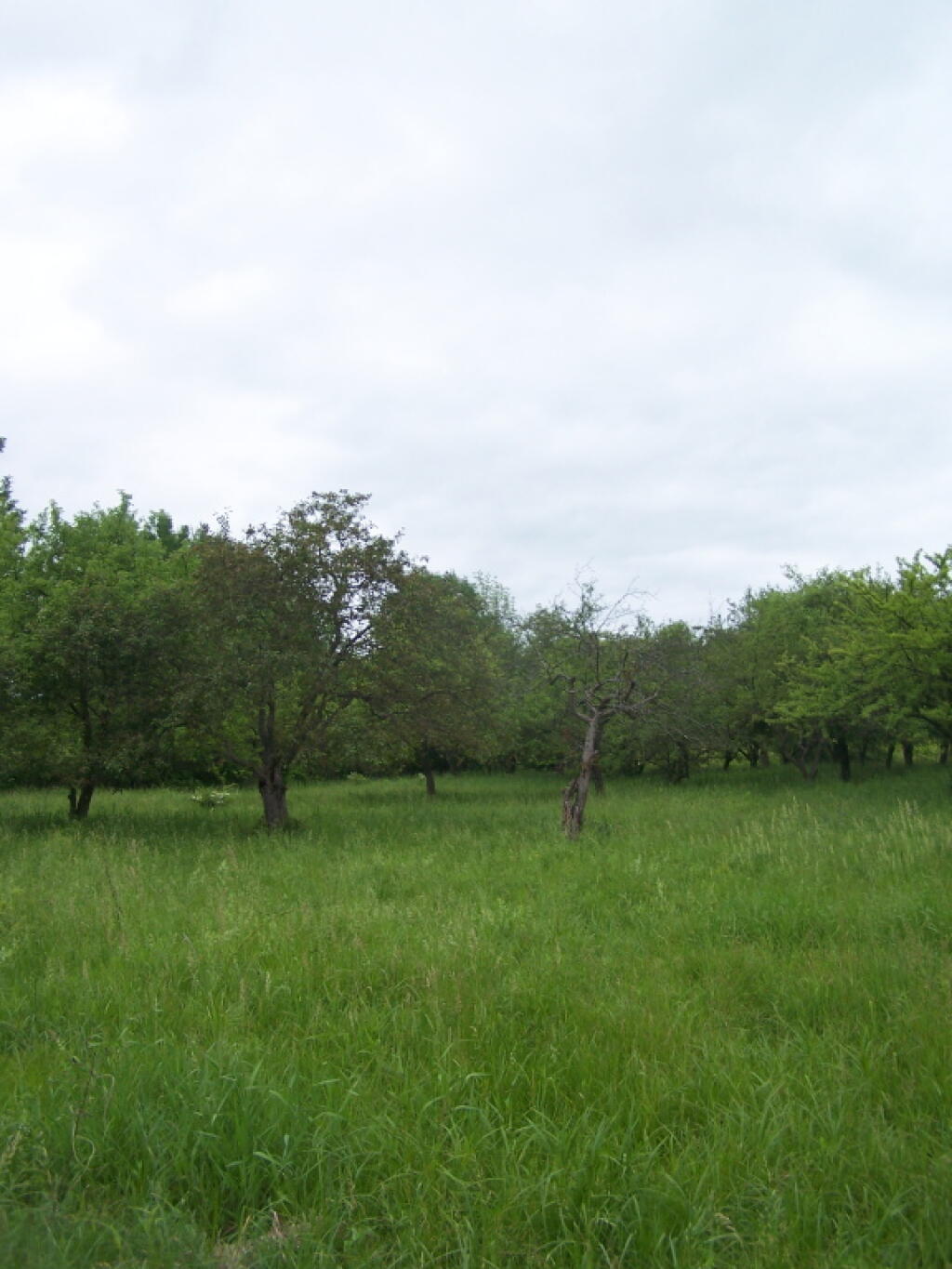 Photo: The Orchard on a Cloudy Day Photo: The Orchard on a Cloudy Day