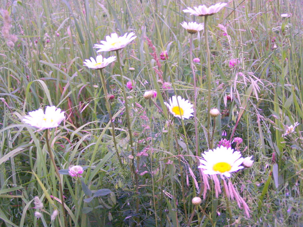 Photo: Daisies Photo: Daisies
