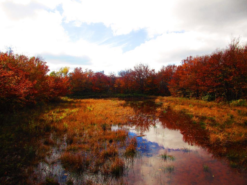 Photo: Pond on Bearpen Photo: Pond on Bearpen