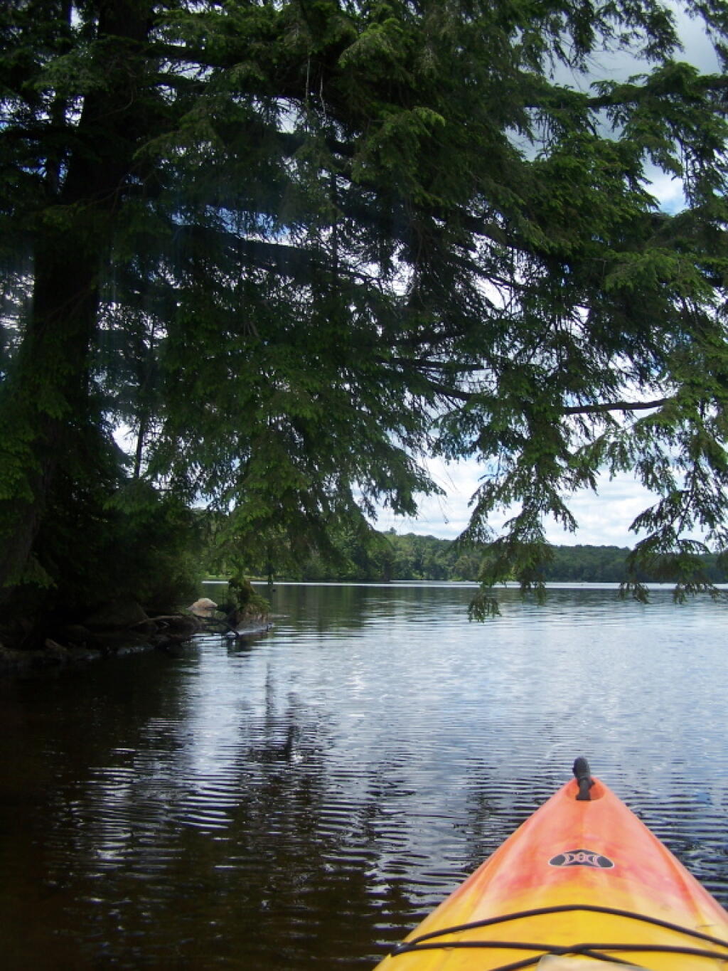 Photo: Passing Under a Low Tree Photo: Passing Under a Low Tree