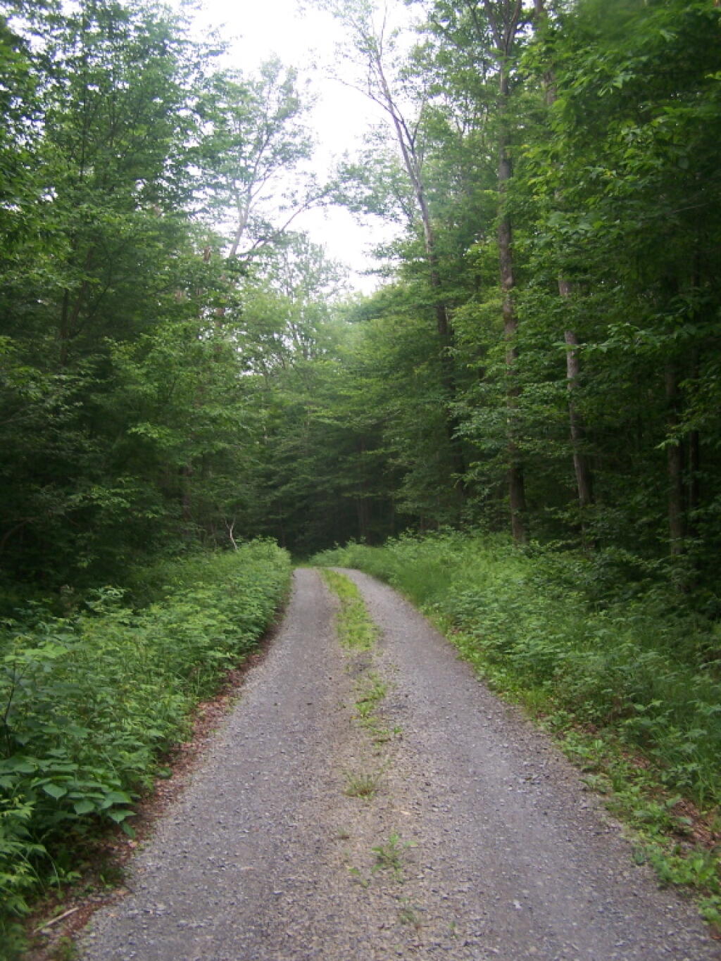 Photo: Wolf Lake Landing Road Photo: Wolf Lake Landing Road