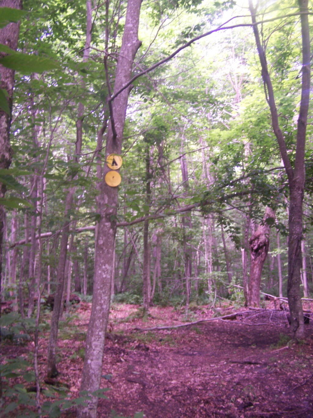 Photo: Campsite 5 Photo: Campsite 5
